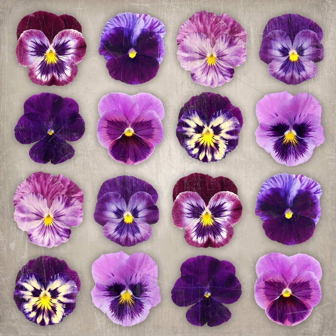 Purple Pansy Floral Flower Canvas Wall Art Picture Home Decorative 48 cm RRP £16