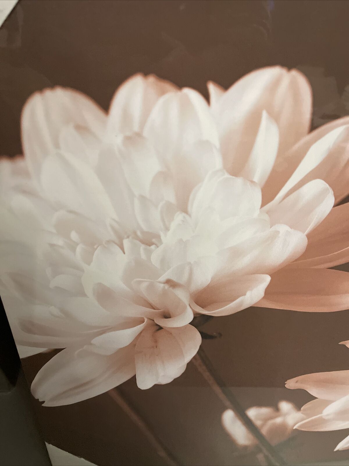 Large  Sepia Flower Floral Canvas Wall Art Hanging Picture 60 X 80 cm RRP £40