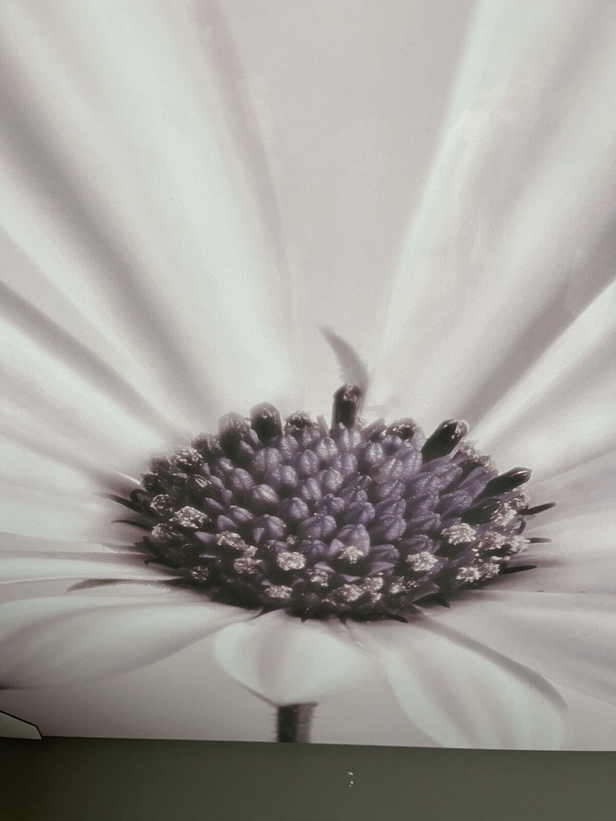 Dusky Pink Large Flower Canvas Wall Art Hanging Picture 60 X 90 RRP £49