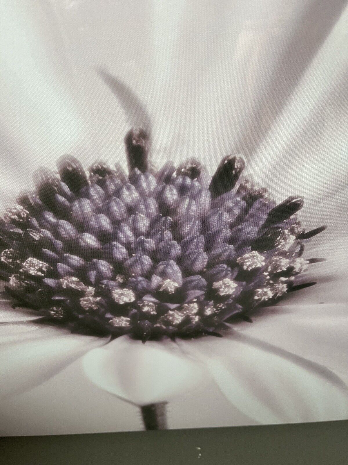 Dusky Pink Large Flower Canvas Wall Art Hanging Picture 60 X 90 RRP £49