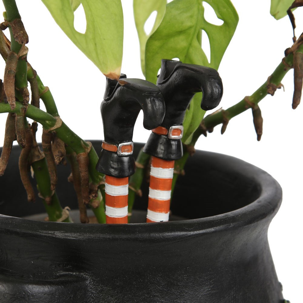 Witch Leg Plant Ornaments
